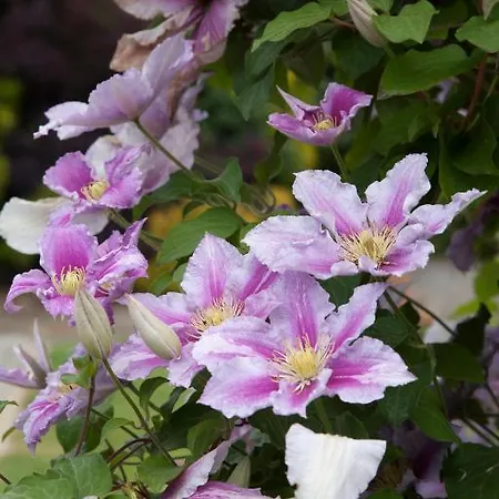 Glasha Farmhouse Ballymacarbry