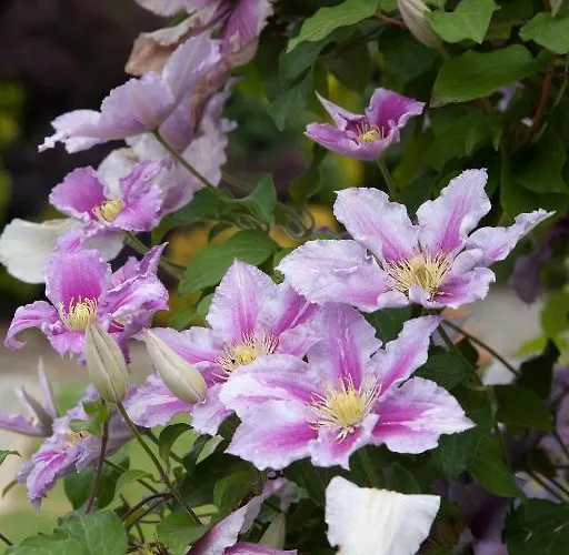 Glasha Farmhouse Ballymacarbry